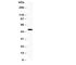 Y-Box Binding Protein 1 antibody, R30851, NSJ Bioreagents, Western Blot image 