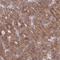 WD Repeat Domain 59 antibody, NBP1-82305, Novus Biologicals, Immunohistochemistry paraffin image 