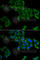 SMYD Family Member 5 antibody, A6191, ABclonal Technology, Immunofluorescence image 