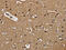 Fatty Acid Binding Protein 2 antibody, CSB-PA583154, Cusabio, Immunohistochemistry frozen image 