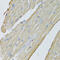 Creatine Kinase, Mitochondrial 2 antibody, 23-392, ProSci, Immunohistochemistry paraffin image 