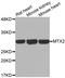 Metaxin 2 antibody, LS-C332425, Lifespan Biosciences, Western Blot image 