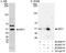 Basic Helix-Loop-Helix Family Member E40 antibody, NB100-1800, Novus Biologicals, Immunoprecipitation image 