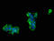 Neuronal Cell Adhesion Molecule antibody, LS-C671417, Lifespan Biosciences, Immunofluorescence image 