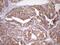 Fibrous sheath-interacting protein 1 antibody, MA5-26776, Invitrogen Antibodies, Immunohistochemistry frozen image 