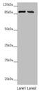 Centrosomal Protein 95 antibody, LS-C675511, Lifespan Biosciences, Western Blot image 