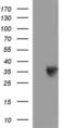 Toll Interacting Protein antibody, MA5-26308, Invitrogen Antibodies, Western Blot image 