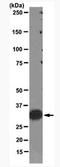 PCNA antibody, AM10035PU-S, Origene, Western Blot image 