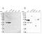 RNA Polymerase II Subunit C antibody, PA5-59745, Invitrogen Antibodies, Western Blot image 