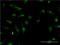 Heparin Binding Growth Factor antibody, LS-C197402, Lifespan Biosciences, Immunofluorescence image 