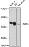NIN1 (RPN12) Binding Protein 1 Homolog antibody, 18-047, ProSci, Western Blot image 