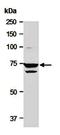 Interleukin 22 antibody, orb67060, Biorbyt, Western Blot image 