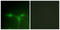Protein Tyrosine Kinase 6 antibody, LS-C117803, Lifespan Biosciences, Immunofluorescence image 