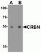 Cereblon antibody, NBP2-82079, Novus Biologicals, Western Blot image 