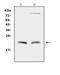 Cytoglobin antibody, A01197, Boster Biological Technology, Western Blot image 