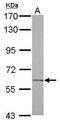 Carbohydrate Sulfotransferase 2 antibody, GTX119099, GeneTex, Western Blot image 