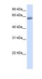 Solute Carrier Family 47 Member 2 antibody, orb330650, Biorbyt, Western Blot image 