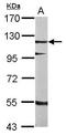 SRSF Protein Kinase 2 antibody, PA5-28654, Invitrogen Antibodies, Western Blot image 