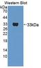 Prostaglandin F2 receptor negative regulator antibody, LS-C724361, Lifespan Biosciences, Western Blot image 