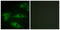 Collagen Type I Alpha 2 Chain antibody, LS-B8536, Lifespan Biosciences, Immunofluorescence image 