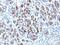 Serpin Family A Member 3 antibody, 33-603, ProSci, Western Blot image 
