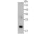 Glutathione Peroxidase 4 antibody, NBP2-75511, Novus Biologicals, Western Blot image 