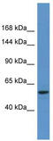 Metabotropic glutamate receptor 3 antibody, TA342669, Origene, Western Blot image 