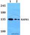 Ras-associated and pleckstrin homology domains-containing protein 1 antibody, A06130, Boster Biological Technology, Western Blot image 