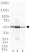 DNA repair protein RAD51 homolog 2 antibody, GTX23637, GeneTex, Western Blot image 