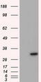 Nitrilase Family Member 2 antibody, TA501138S, Origene, Western Blot image 