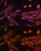 Suv3 Like RNA Helicase antibody, GTX66593, GeneTex, Immunofluorescence image 