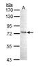 Inhibitor Of Nuclear Factor Kappa B Kinase Subunit Epsilon antibody, PA5-29294, Invitrogen Antibodies, Western Blot image 