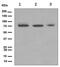 Mitogen-Activated Protein Kinase Kinase Kinase 7 antibody, ab109526, Abcam, Western Blot image 