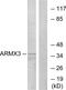 Armadillo Repeat Containing X-Linked 3 antibody, PA5-38819, Invitrogen Antibodies, Western Blot image 