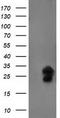 Fibroblast Growth Factor 21 antibody, TA502897, Origene, Western Blot image 