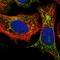 Glutathione S-Transferase Pi 1 antibody, HPA019869, Atlas Antibodies, Immunofluorescence image 