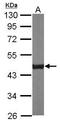 Citrate Synthase antibody, TA308265, Origene, Western Blot image 