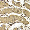 KIAA1757 antibody, abx005511, Abbexa, Western Blot image 