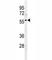 Sphingosine Kinase 1 antibody, F40149-0.4ML, NSJ Bioreagents, Western Blot image 