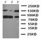 Neurotrophic Receptor Tyrosine Kinase 3 antibody, orb137871, Biorbyt, Western Blot image 