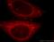Peroxiredoxin 2 antibody, 20569-1-AP, Proteintech Group, Immunofluorescence image 