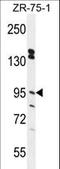 Endoplasmic Reticulum Metallopeptidase 1 antibody, LS-C167812, Lifespan Biosciences, Western Blot image 