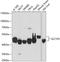 Solute Carrier Family 7 Member 5 antibody, A01016, Boster Biological Technology, Western Blot image 