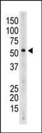 Sialic Acid Binding Ig Like Lectin 6 antibody, PA5-11678, Invitrogen Antibodies, Western Blot image 