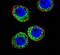 Membrane Metalloendopeptidase antibody, PA5-14214, Invitrogen Antibodies, Immunofluorescence image 