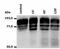 Integrin Subunit Beta 2 antibody, MA1-19017, Invitrogen Antibodies, Western Blot image 