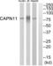 Calpain 11 antibody, abx014290, Abbexa, Western Blot image 