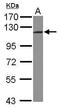 Integrator Complex Subunit 5 antibody, PA5-31279, Invitrogen Antibodies, Western Blot image 
