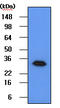 Geminin DNA Replication Inhibitor antibody, LS-C93737, Lifespan Biosciences, Western Blot image 