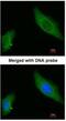 AKAP12 antibody, NBP1-31482, Novus Biologicals, Immunocytochemistry image 